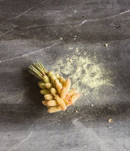 Pine pollen powder on table. Raw product.